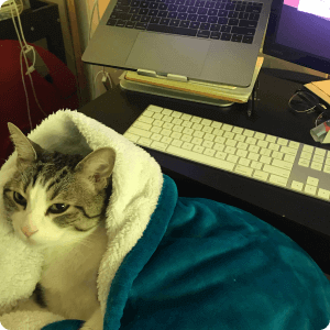 cat wrapped in blanket sitting next to a keyboard
