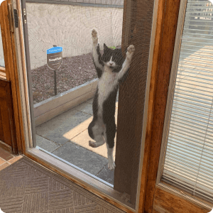 cat hanging on a screen door